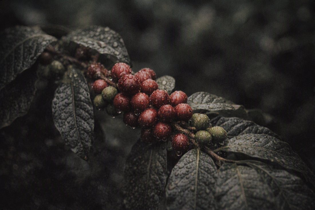 Cerezas de café madurando en la rama, con gotas de lluvia